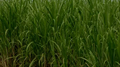 Sugar cane 2 Stock Footage 22159701