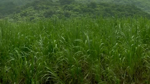 Sugar cane 3 Stock Footage 22159703