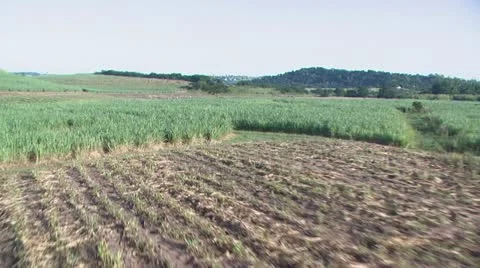Sugar Cane Aerial Stock Footage 11129037