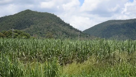 Sugar cane blowing in the wind Stock Footage 104889218