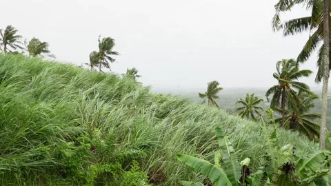 Sugar cane blown by strong winds and heavy rain Stock Footage 322081695