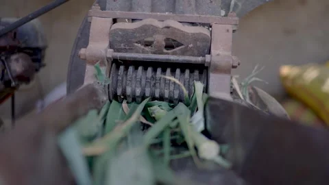 Sugar Cane Chopping Machine In Punjab Village Farm India Agricultural Equipment Stock Footage 322209381