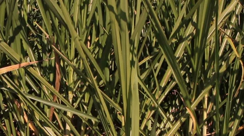 Sugar cane crop 库存影片 39565666