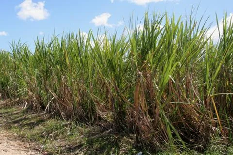 Sugar Cane Crop Stock Photos