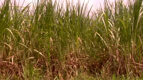 Sugar Cane Crops Stock Footage 22159704