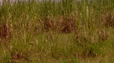 Sugar Cane Crops Stock Footage 22159707