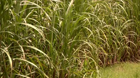 Sugar Cane Crops Stock Footage 22159708