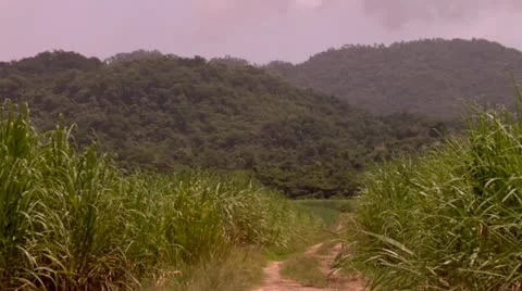 Sugar Cane Crops  Stock Footage 22159710