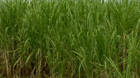 Sugar Cane Crops Stock Footage 22159713