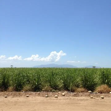 Sugar cane edge field Stock Photos