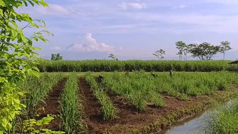 Sugar Cane Farm Stock Footage 269854626