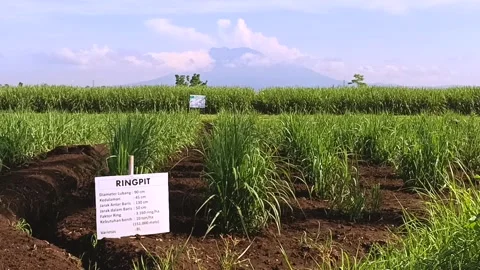 Sugar Cane Farm Stock Footage 269854886