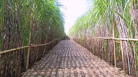 Sugar Cane Farm Stock Footage 269854965