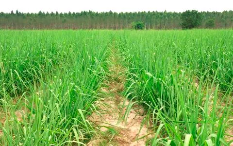 Sugar cane farm Stock Photos
