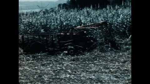 Sugar Cane Field 1963 Stock Footage 232183370