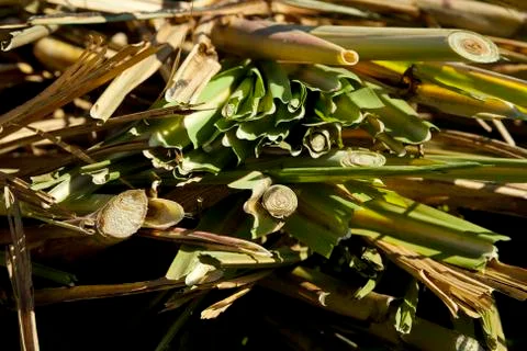 Sugar Cane field after pre-harvest burning - chopped tops Foto stock