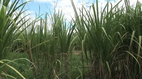 A Sugar Cane Field with Cloudy Sky in the Background 스톡 동영상 19057943