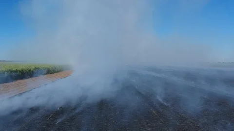 Sugar cane field on fire Video stock 89802013