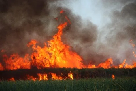 Sugar cane field on fire Stock Photos