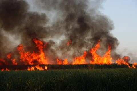 Sugar cane field on fire Stock Photos