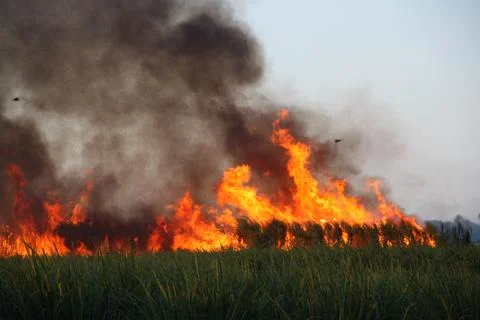 Sugar cane field on fire Foto stock