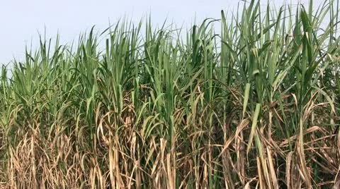Sugar cane field Stock Footage 8993880