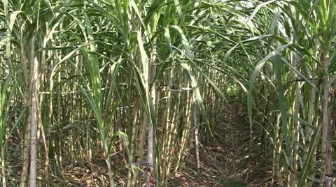 Sugar cane field Stock Footage 9098980