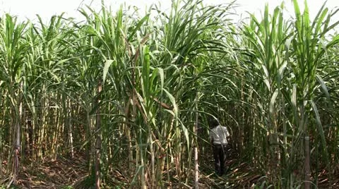 Sugar cane field Stock Footage 20642166