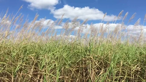 Sugar Cane Field Stock Footage 74669925