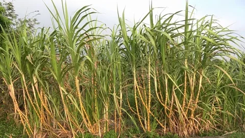 Sugar cane field Stock Footage 83154369