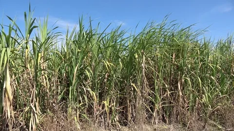 Sugar cane field Stock Footage 83186966