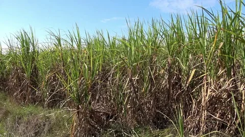 Sugar cane field Stock Footage 83187140