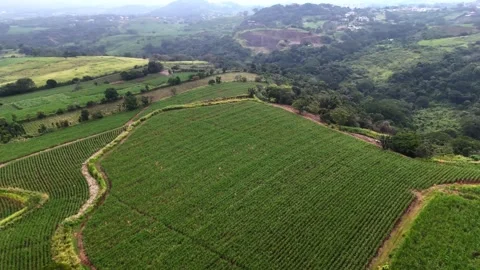 Sugar cane field Stock Footage 300609125
