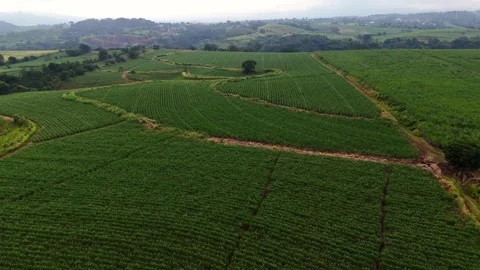 Sugar cane field Stock Footage 300609133