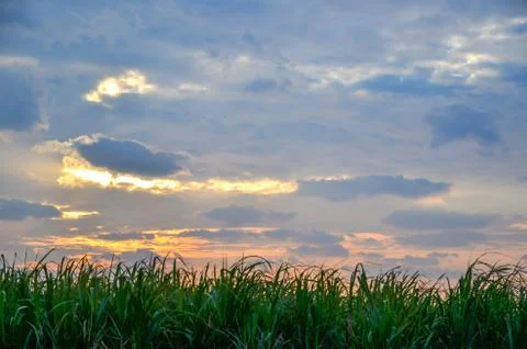 Sugar cane field Stock Photos