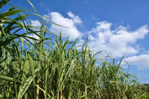 Sugar cane field Stock Photos