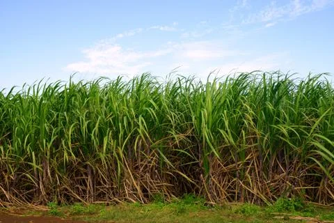 Sugar cane field Foto stock