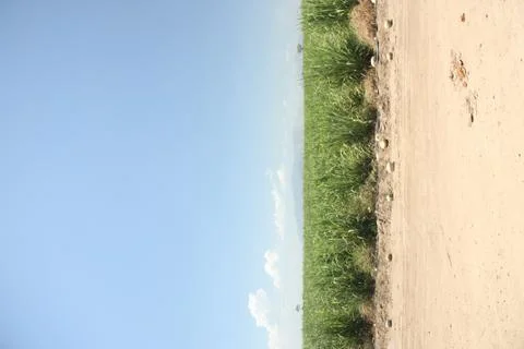Sugar cane field Stock Photos