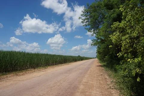 Sugar cane field Stock Photos