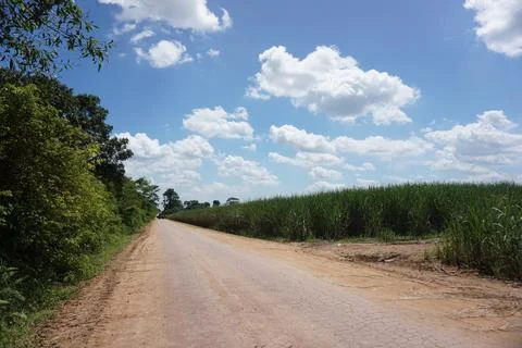 Sugar cane field Stock Photos