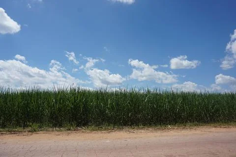 Sugar cane field Foto stock