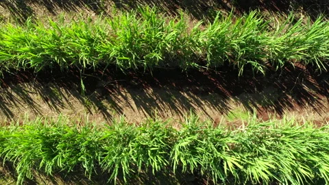 Sugar Cane Field Rows Top View Pan Pan tracking Across Stock-Footage 130875754