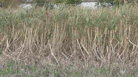 Sugar cane field in Spain Stockbeeldmateriaal 11900120