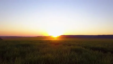Sugar Cane field sunset. Stock Footage 156878002