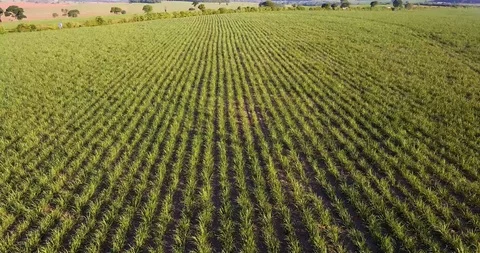 Sugar cane field at sunset in southeastern Brazil. Aerial view travelling Stock Footage 97221473