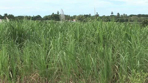 Sugar Cane Field With Trees In The Background 스톡 동영상 19029327