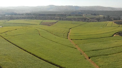 Sugar cane fields aerial, south africa Stock Footage