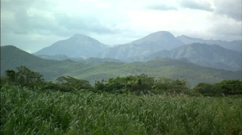 Sugar Cane fields Vidéo 299472