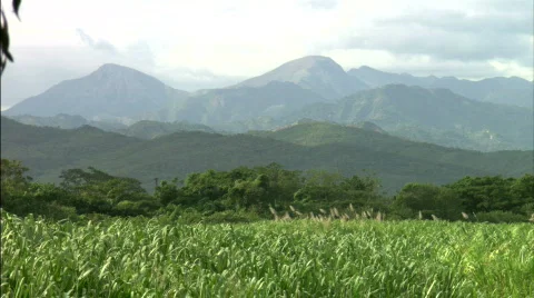 Sugar Cane fields Stock Footage 299473