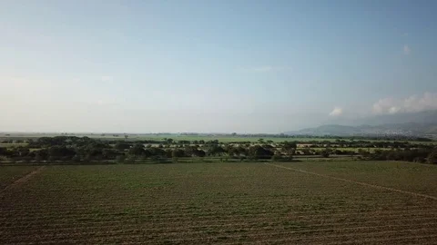Sugar cane fields Vídeos de archivo 85210563